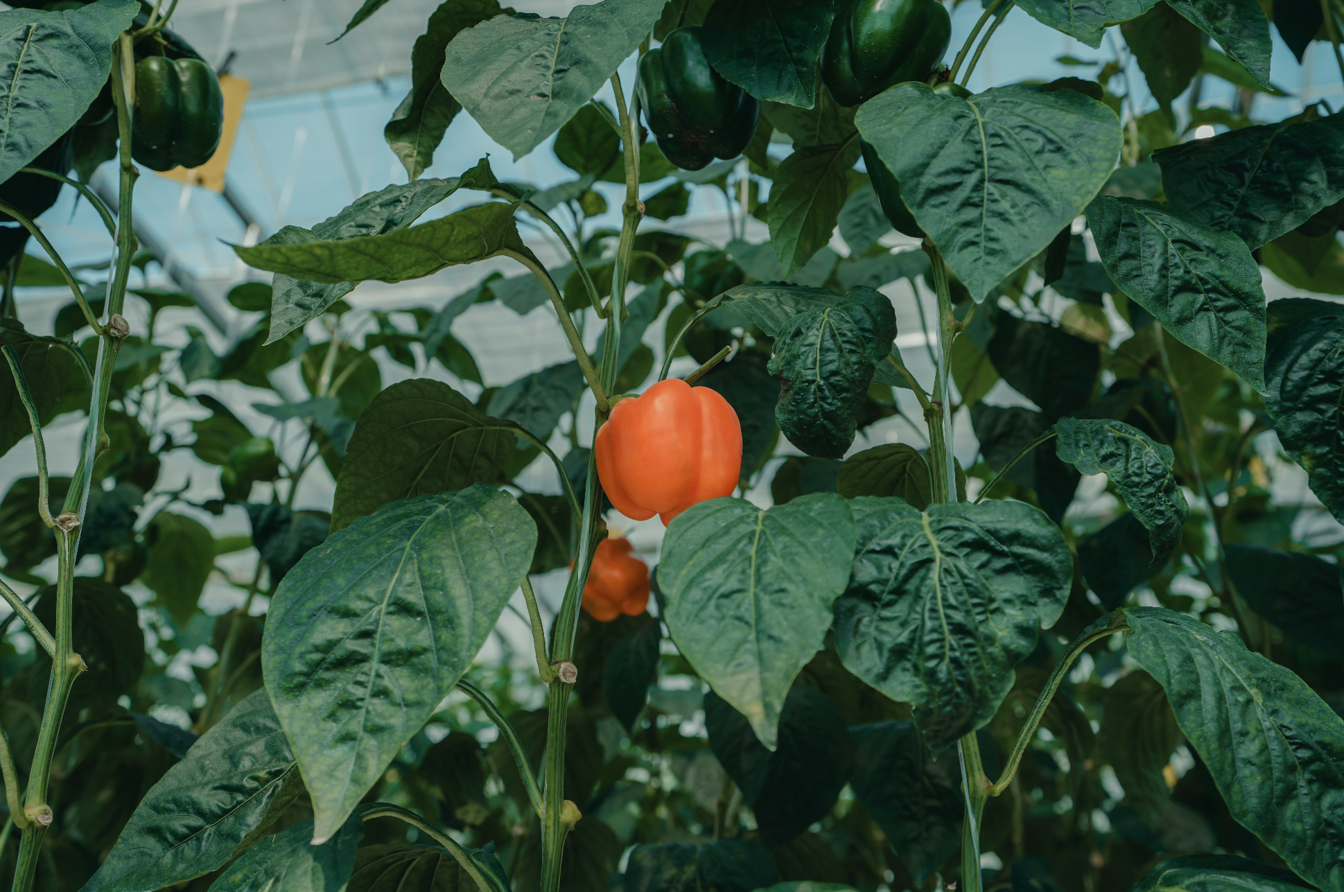 Screenshot 2025-07-14 at 08.50.08